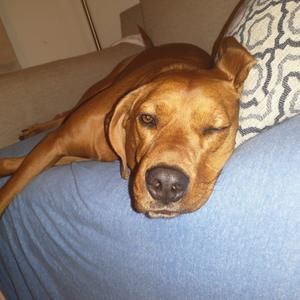 Meet your Posher, Tony